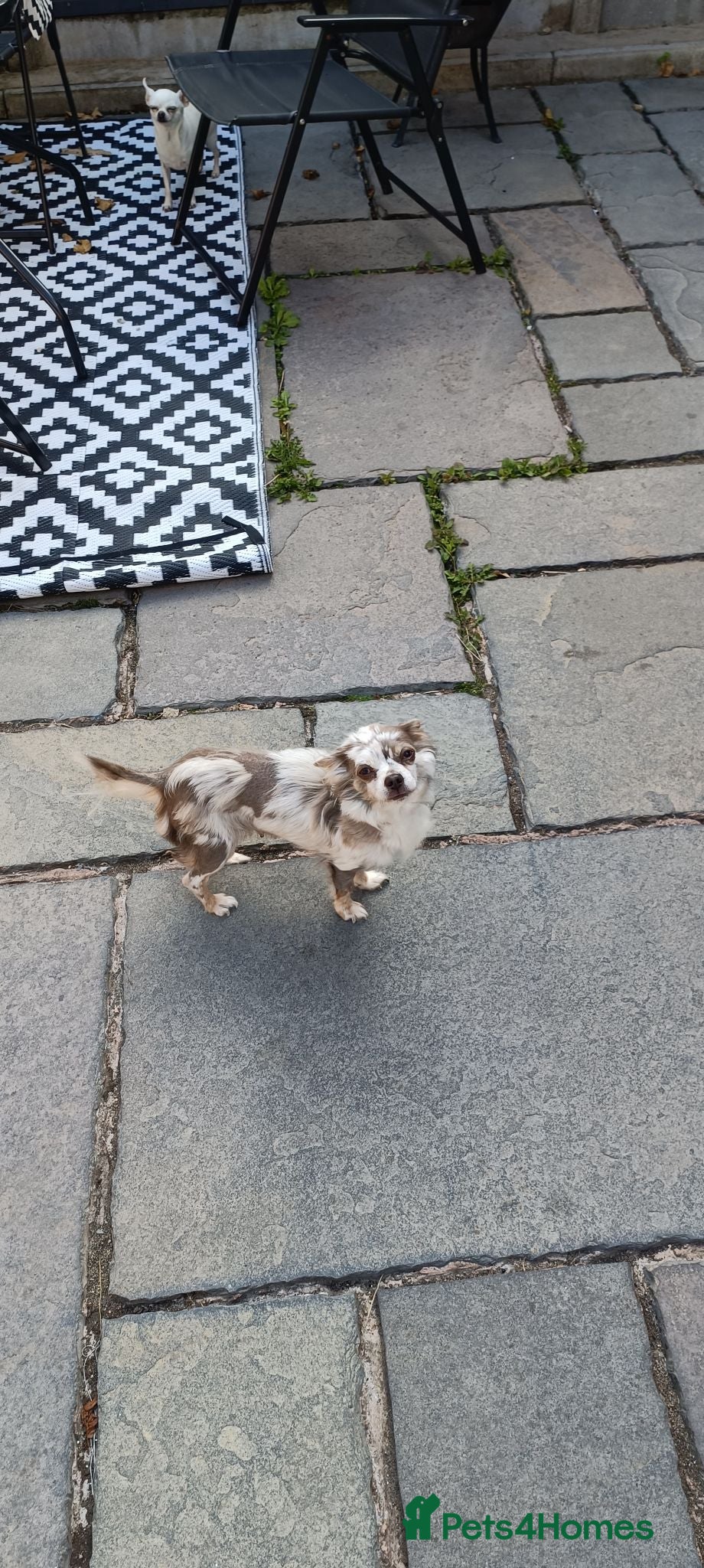 Chihuahua dogs One beautiful little girl available - Advert 1