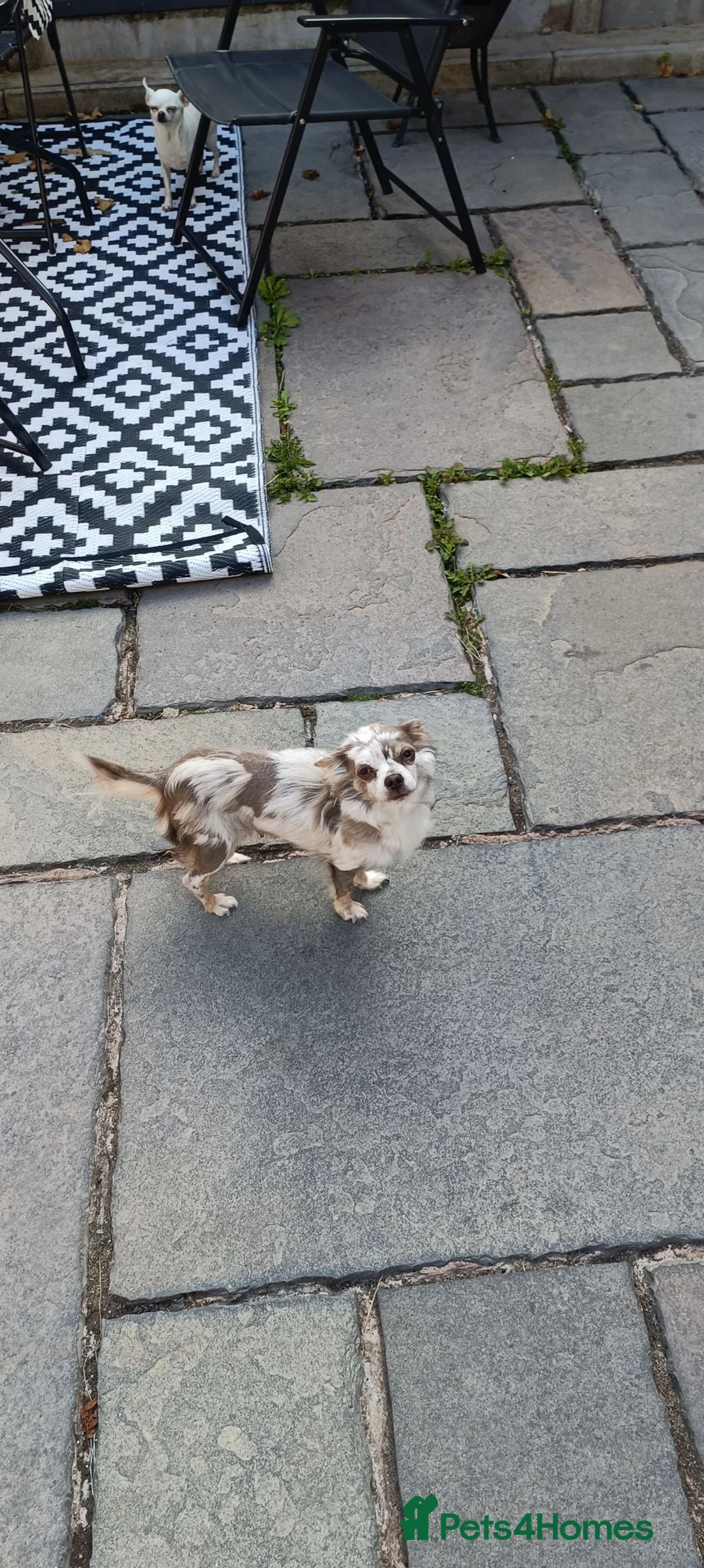 Chihuahua dogs for sale: One beautiful little girl available - Advert 1