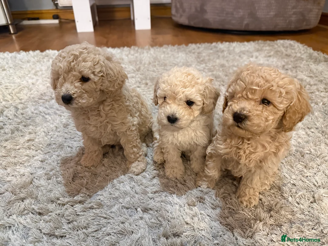 Maltipoo dogs for sale: Ready this week 🧸 - Advert 12