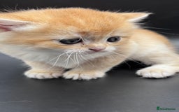 British Shorthair cats for sale: GCCF BSH GOLDEN BLACK TIPPED NY12 KITTENS - Image 10