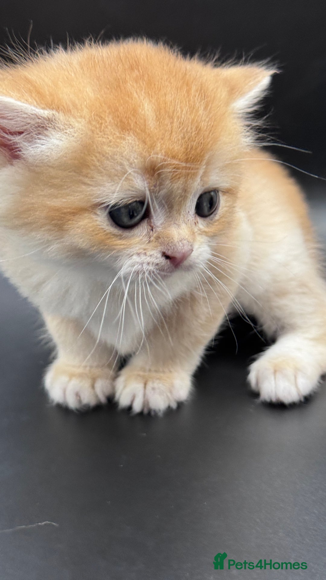 British Shorthair cats for sale: GCCF BSH GOLDEN BLACK TIPPED NY12 KITTENS - Image 10