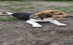 Beagle dogs for adoption: 💙🐶 ELVIS 🐶💙 - Image 15