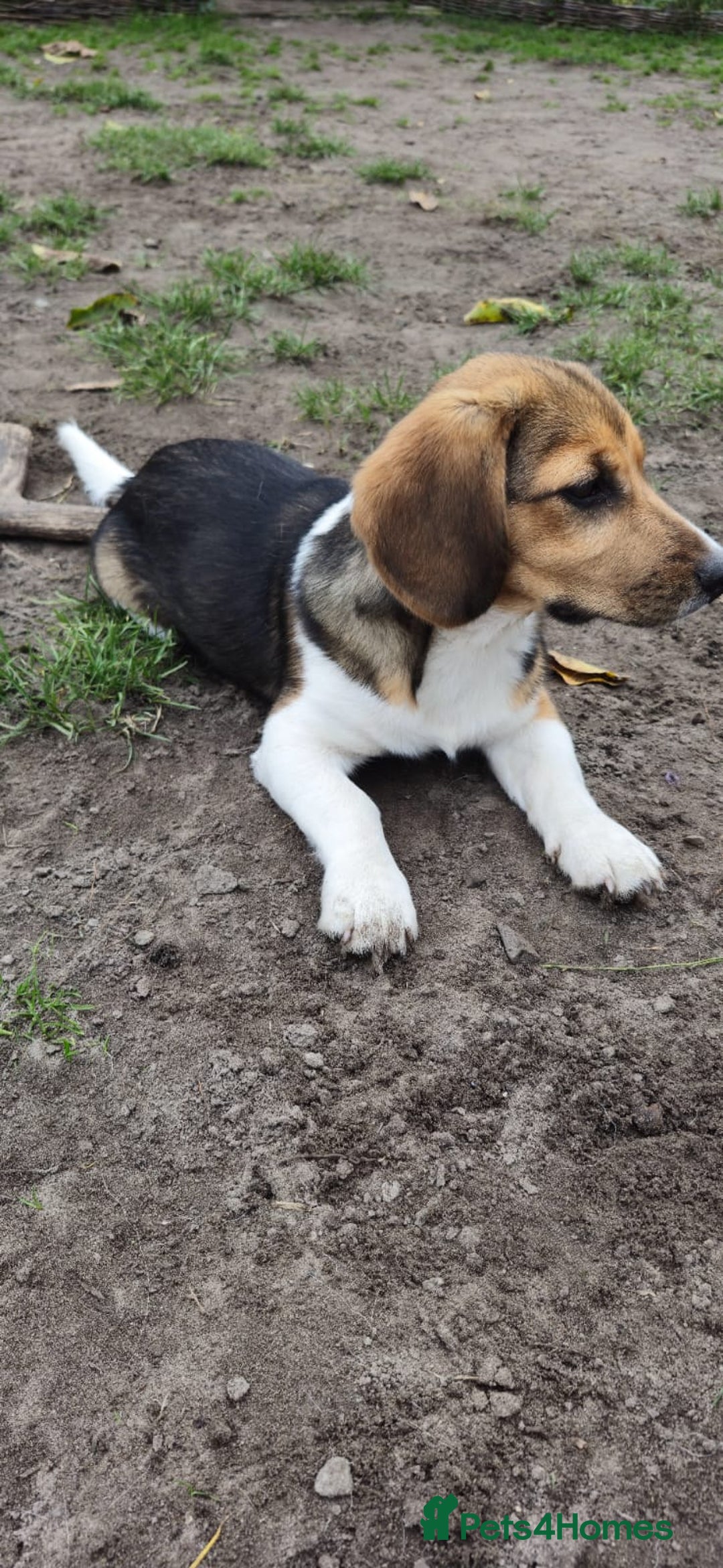 Beagle dogs for adoption: 💙🐶 ELVIS 🐶💙 - Image 15