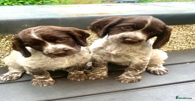 Cocker Spaniel dogs - Advert 8