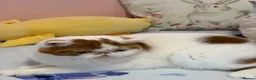 Exotic cats for sale: Exotic shorthair  - Advert 7