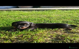 Miniature Dachshund dogs for sale: 3 left mini dachshund BOYS KC READY NOW   - Image 7