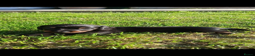 Miniature Dachshund Puppy 2