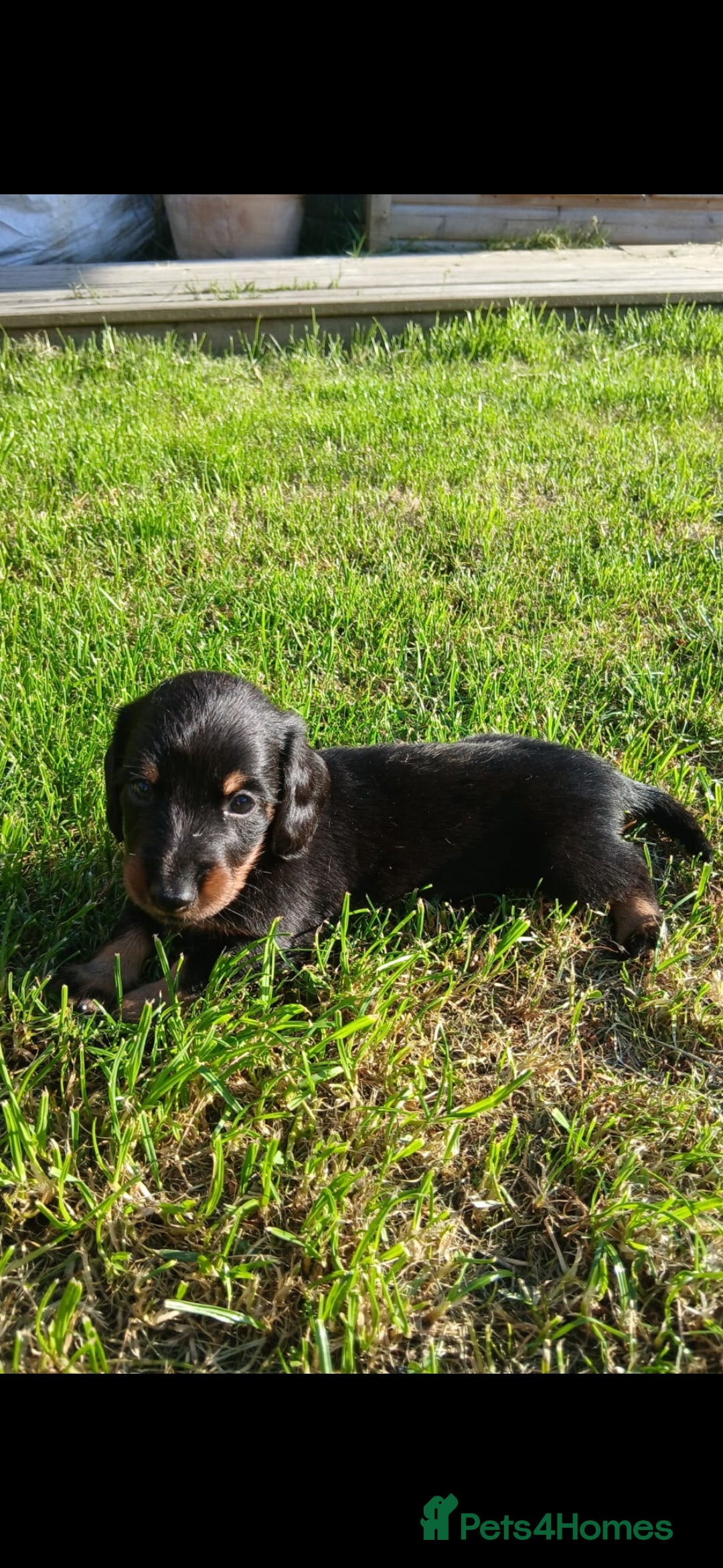 Miniature Dachshund dogs for sale: 3 left mini dachshund BOYS KC READY NOW   - Image 7