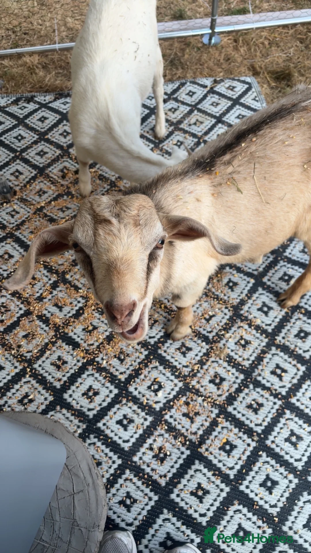 Goats livestock for sale: Billy goat - Advert 2