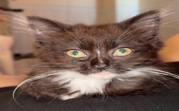 Mixed Breed cats for sale: Sweet kitten needs a home ASAP - Image 1