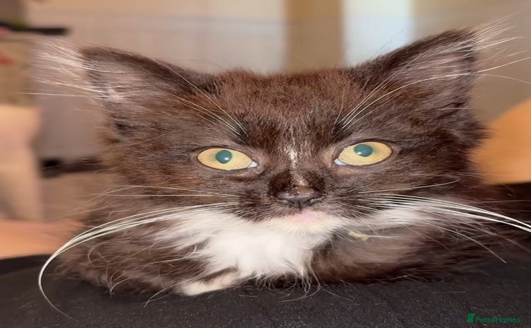 Mixed Breed cats - Advert 1