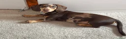Miniature Dachshund dogs for sale: Beautiful miniature dachshund, dapple in Epsom - Advert 2