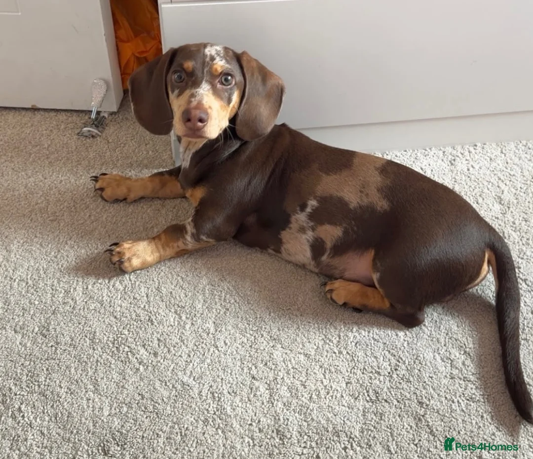 Miniature Dachshund dogs for sale: Beautiful miniature dachshund, dapple in Epsom - Advert 2