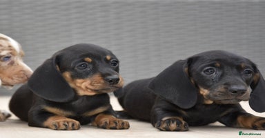 Dachshund dogs - Advert 7