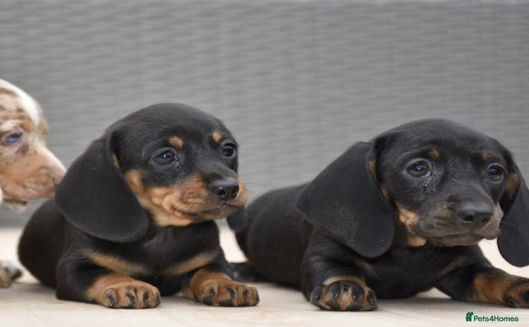 Dachshund dogs - Advert 10