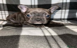 French Bulldog dogs for sale: Beautiful French bull dog puppies  - Advert 6