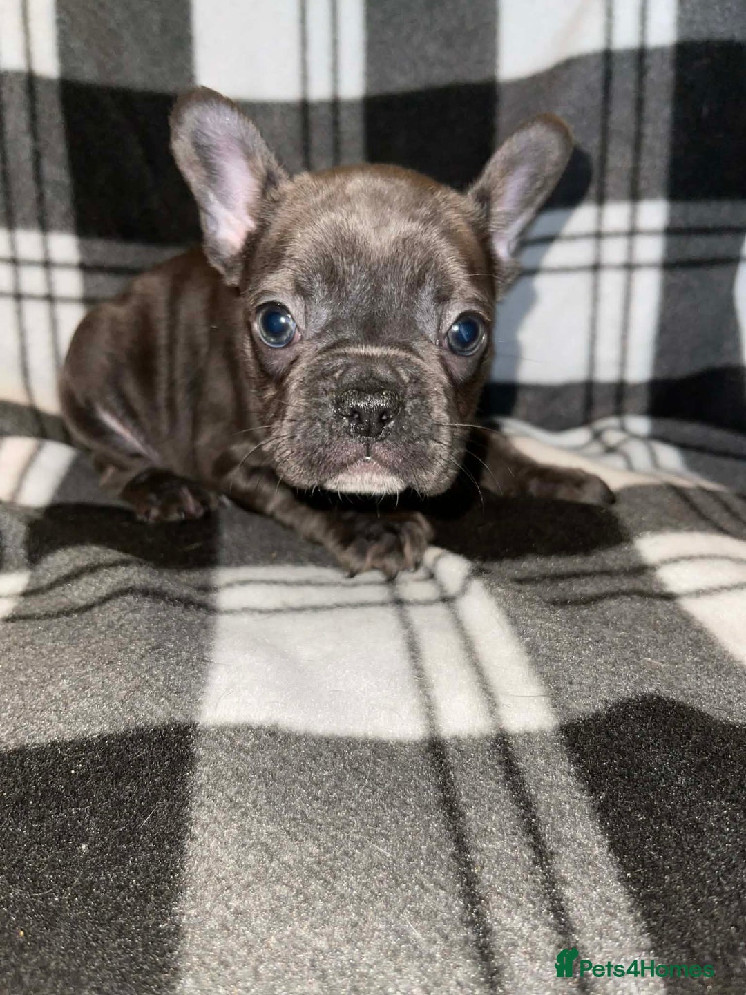 French Bulldog dogs for sale: Beautiful French bull dog puppies  - Advert 6