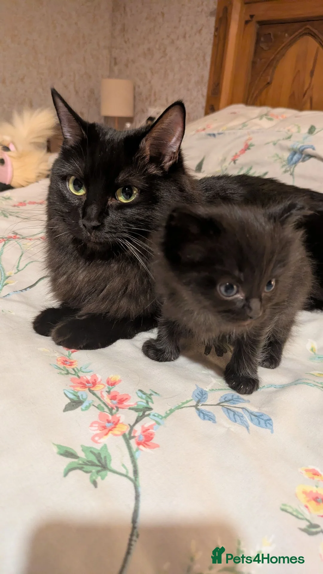 Ragdoll cats for sale: Gorgeous well handled kittens - Advert 2