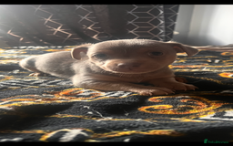 Jack Russell dogs for sale: Wenlock Jack Russell puppies  - Image 8
