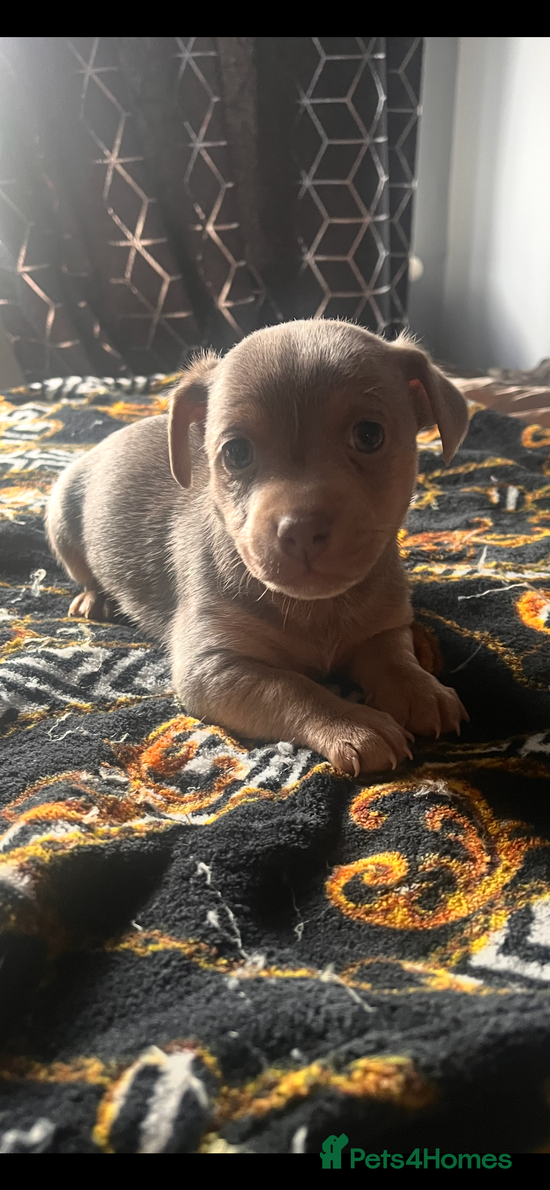 Jack Russell dogs for sale: Wenlock Jack Russell puppies  - Image 8