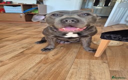 Mixed Breed dogs for sale: Gru 19 months old - Image 2