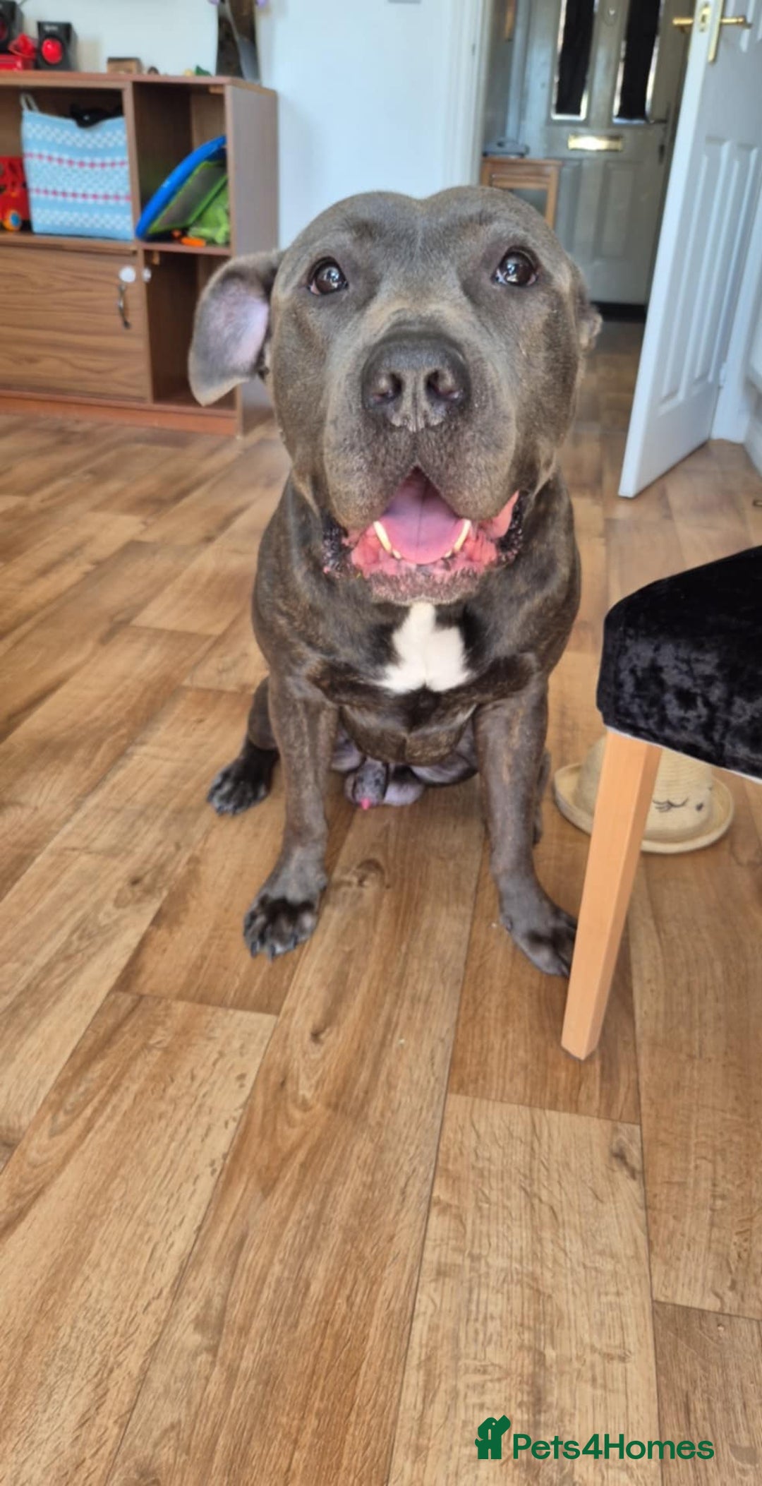 Mixed Breed dogs for sale: Gru 19 months old - Image 2