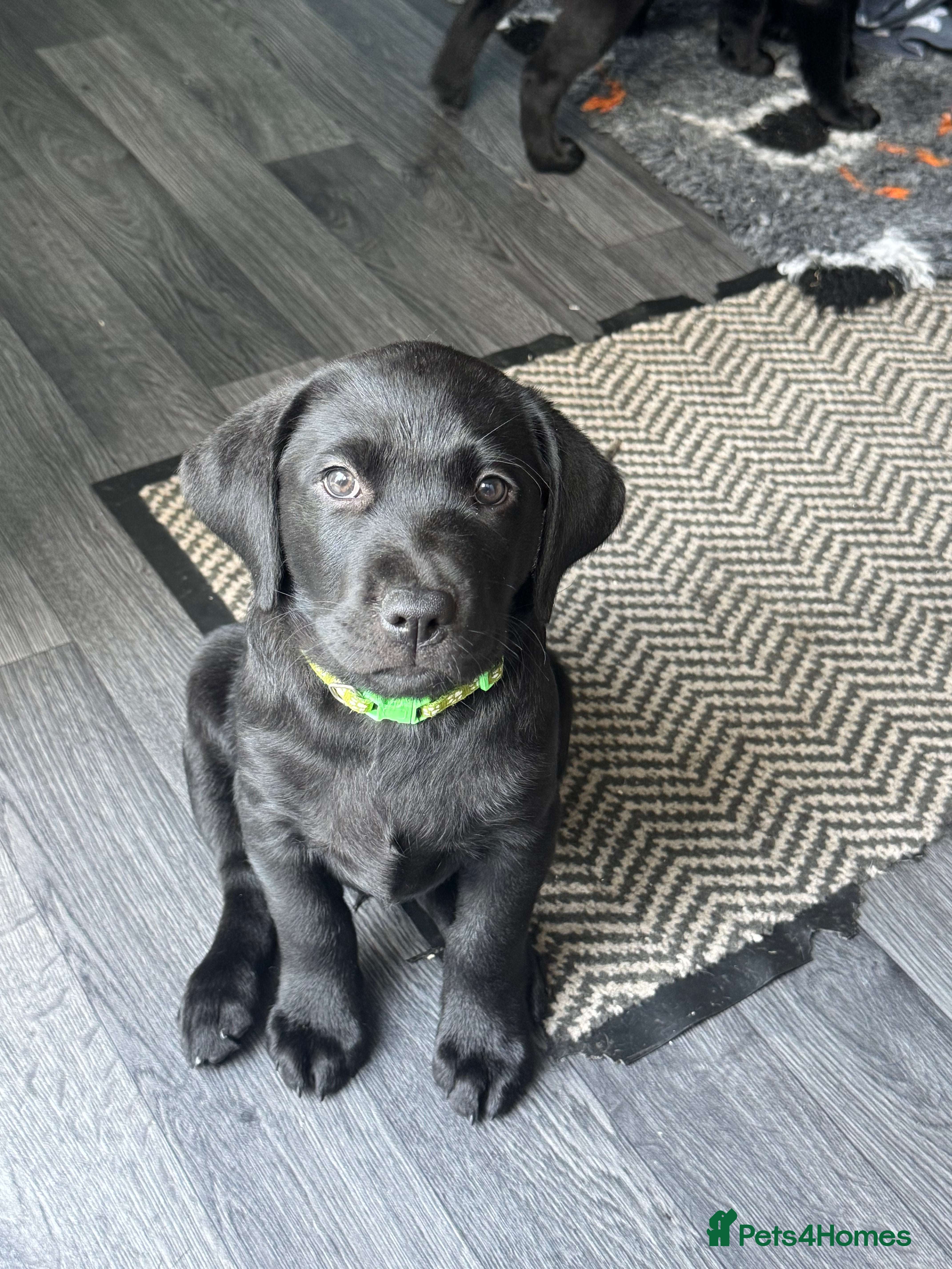 Labrador Retriever dogs KC Registered black Labrador puppies - Advert 11