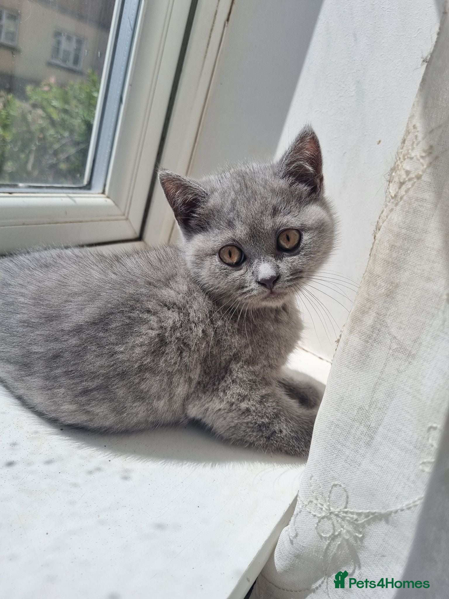 British Shorthair cats Pure Ped  British Shorthair Kitten for sale - Advert 1