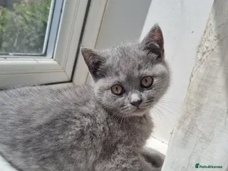 British Shorthair cats Pure Ped British Shorthair Kitten for sale - Advert 1