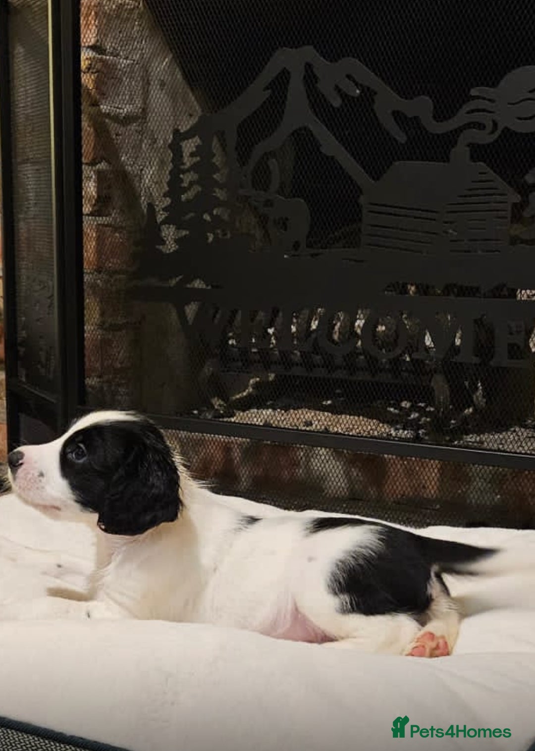 Mixed Breed dogs for sale: Spangold puppies - Advert 2