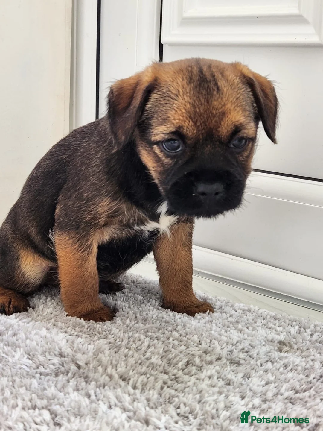 Border Terrier dogs for sale: Border  terrier. in Ashford - Advert 9