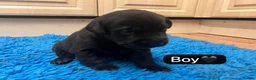 Labrador Retriever dogs for sale: Gorgeous chunky black Labrador puppies  - Advert 9