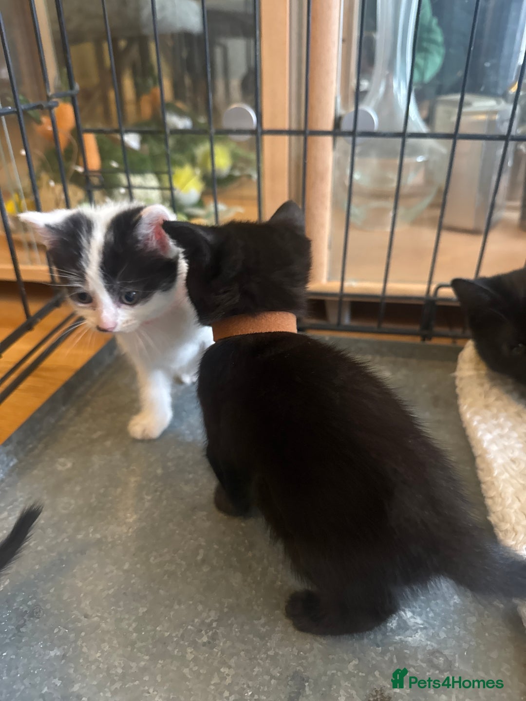 American Shorthair cats for sale: Cute little kitties  - Image 2