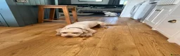 Cockapoo dogs for sale: Lemon Roan Cockapoo very pretty girl  - Advert 6