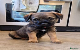 Border Terrier dogs for sale: DNA Health Tested Border Terrier pups (Boys) - Image 10
