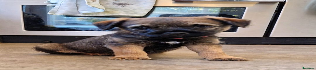 Border Terrier Puppy 1