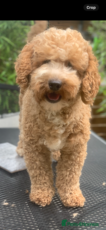 Aussiedoodle dogs for stud - Advert 2