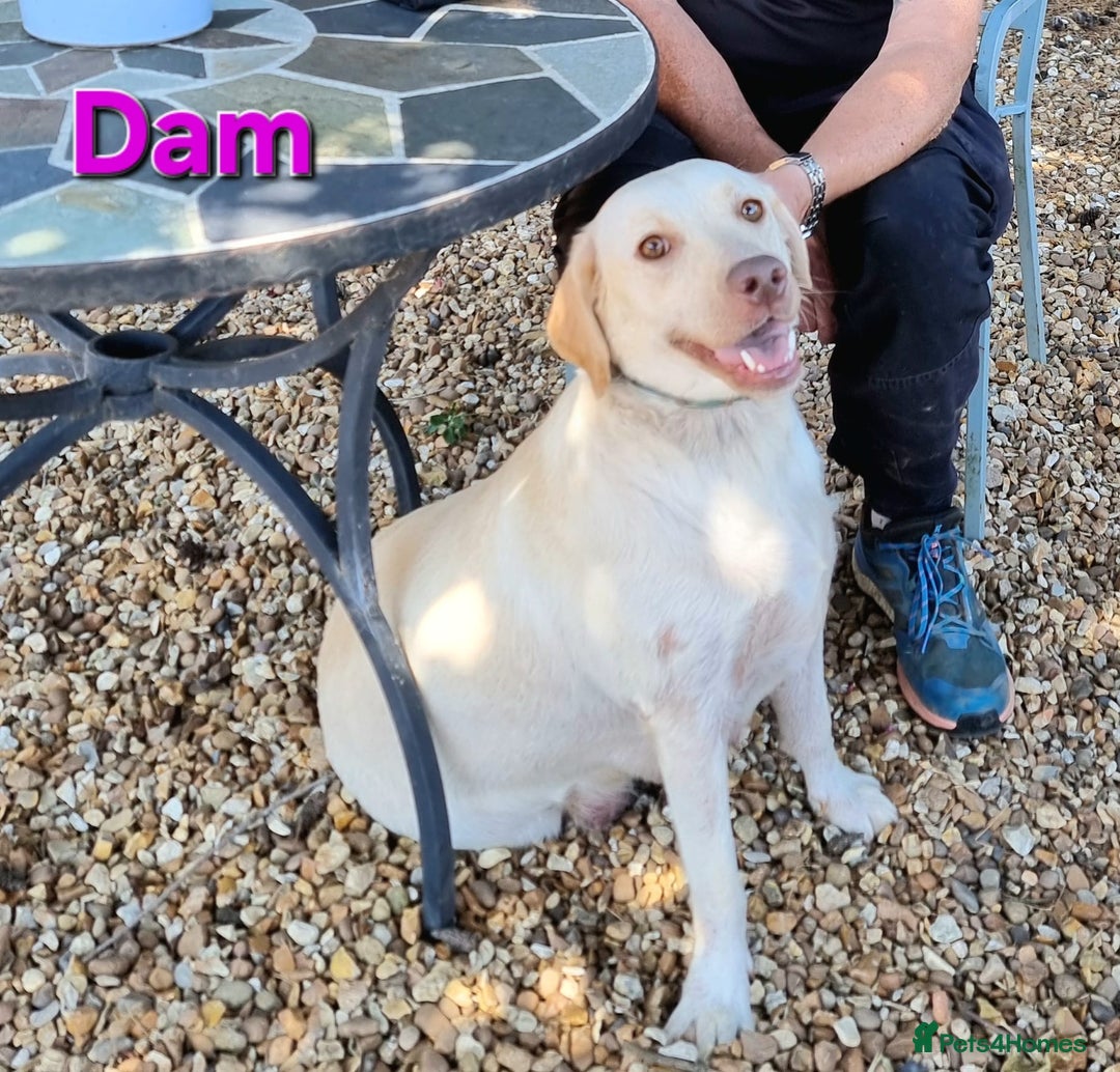Labrador Retriever dogs for sale: Beautiful Chocolate Labrador Puppies. - Image 13
