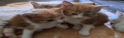 Mixed Breed cats for sale: Ginger, ginger white,white kittens prices vary - Advert 14
