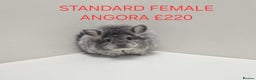 Chinchilla rodents for sale: STUNNING BABIES CHINCHILLA MIX COLOURS AND GENDER  - Advert 8