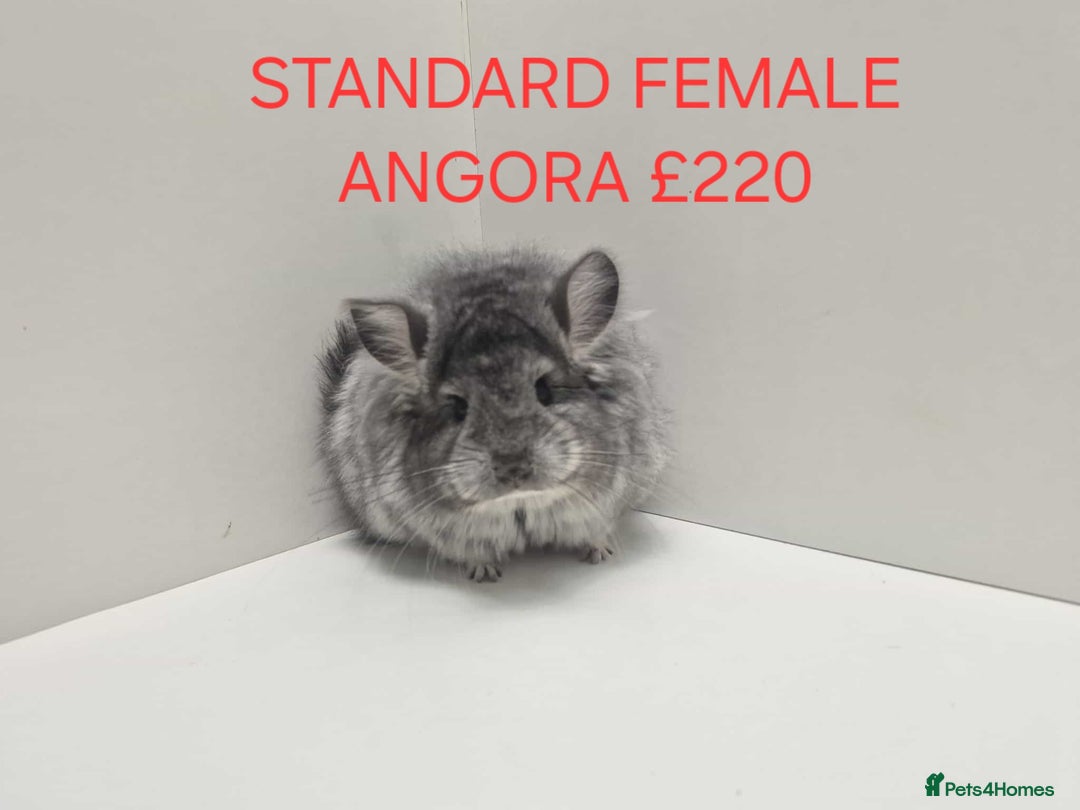 Chinchilla rodents for sale: STUNNING BABIES CHINCHILLA MIX COLOURS AND GENDER  - Advert 8