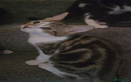 Mixed Breed cats for sale: 2 brothers for sale - Image 4