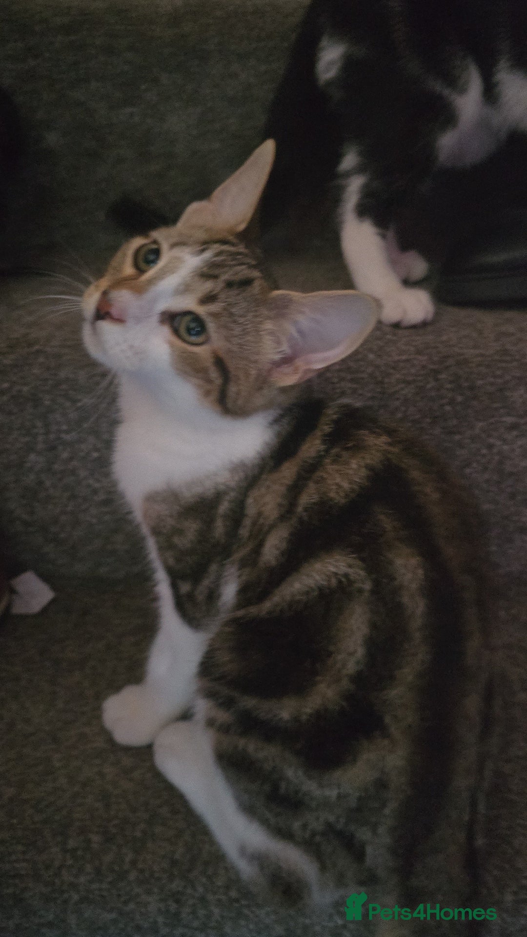 Mixed Breed cats for sale: 2 brothers for sale - Image 4