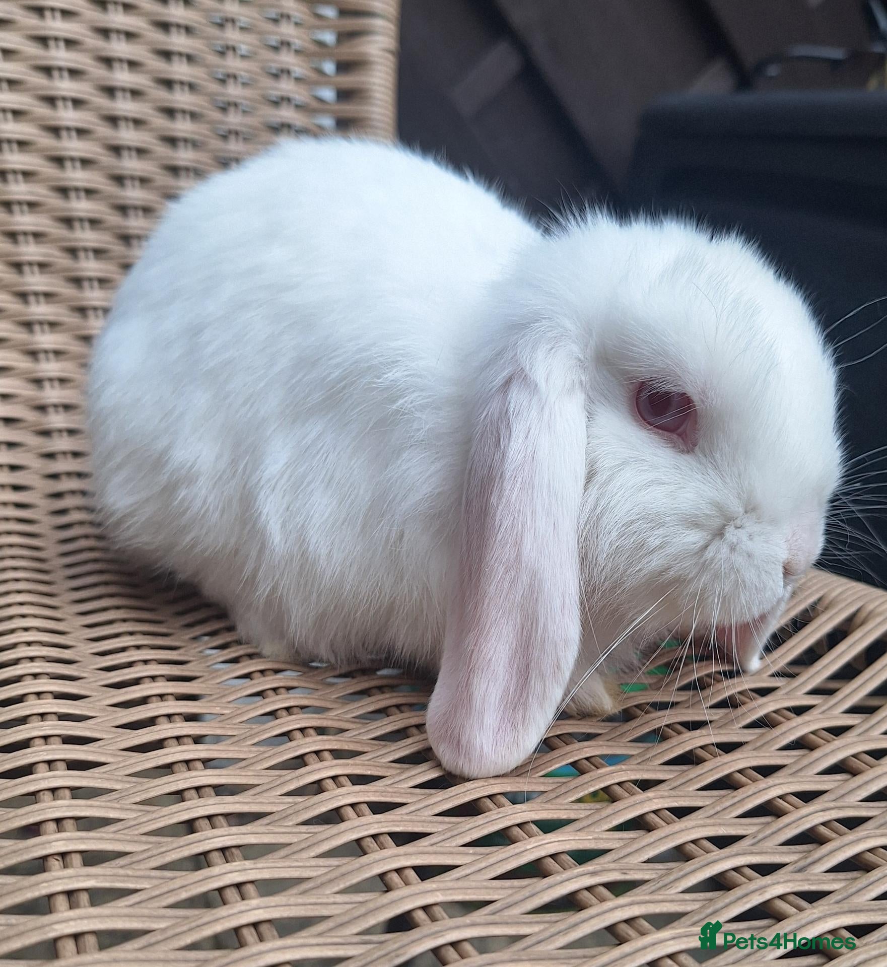 Mini Lop rabbits Mini lop babies ** Ready now ** - Advert 2
