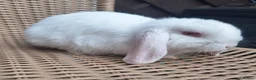Mini Lop rabbits for sale: Mini lop babies ** Ready now ** - Advert 2
