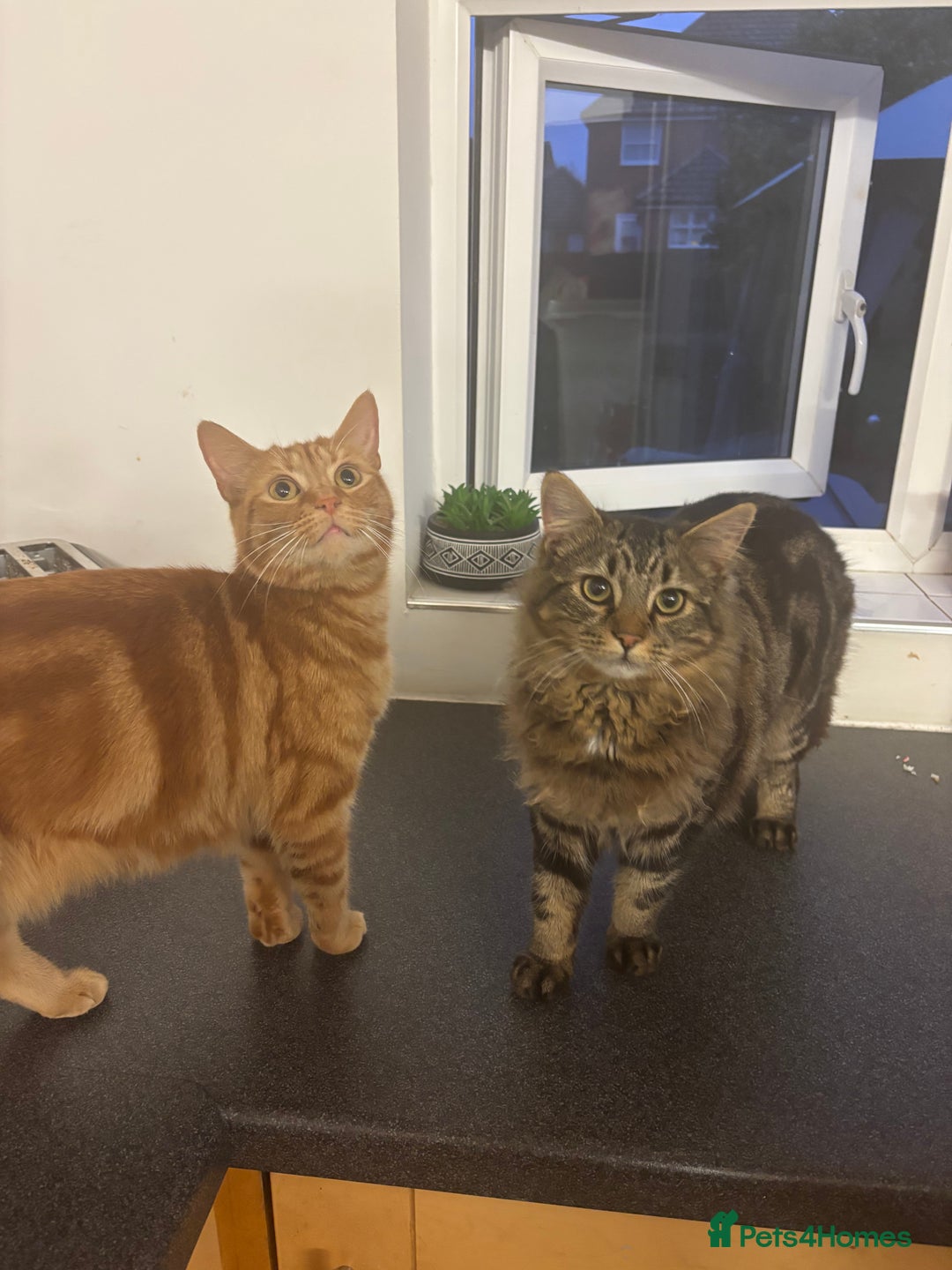 Mixed Breed cats for sale: Fluffy long haired male  - Image 6