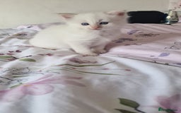 Ragdoll cats for sale: Healthy Ragdoll kittens , Ready now.  - Image 11