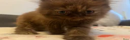 Exotic cats for sale: Beautiful Exotic Female Kitten 🤎 - Advert 6