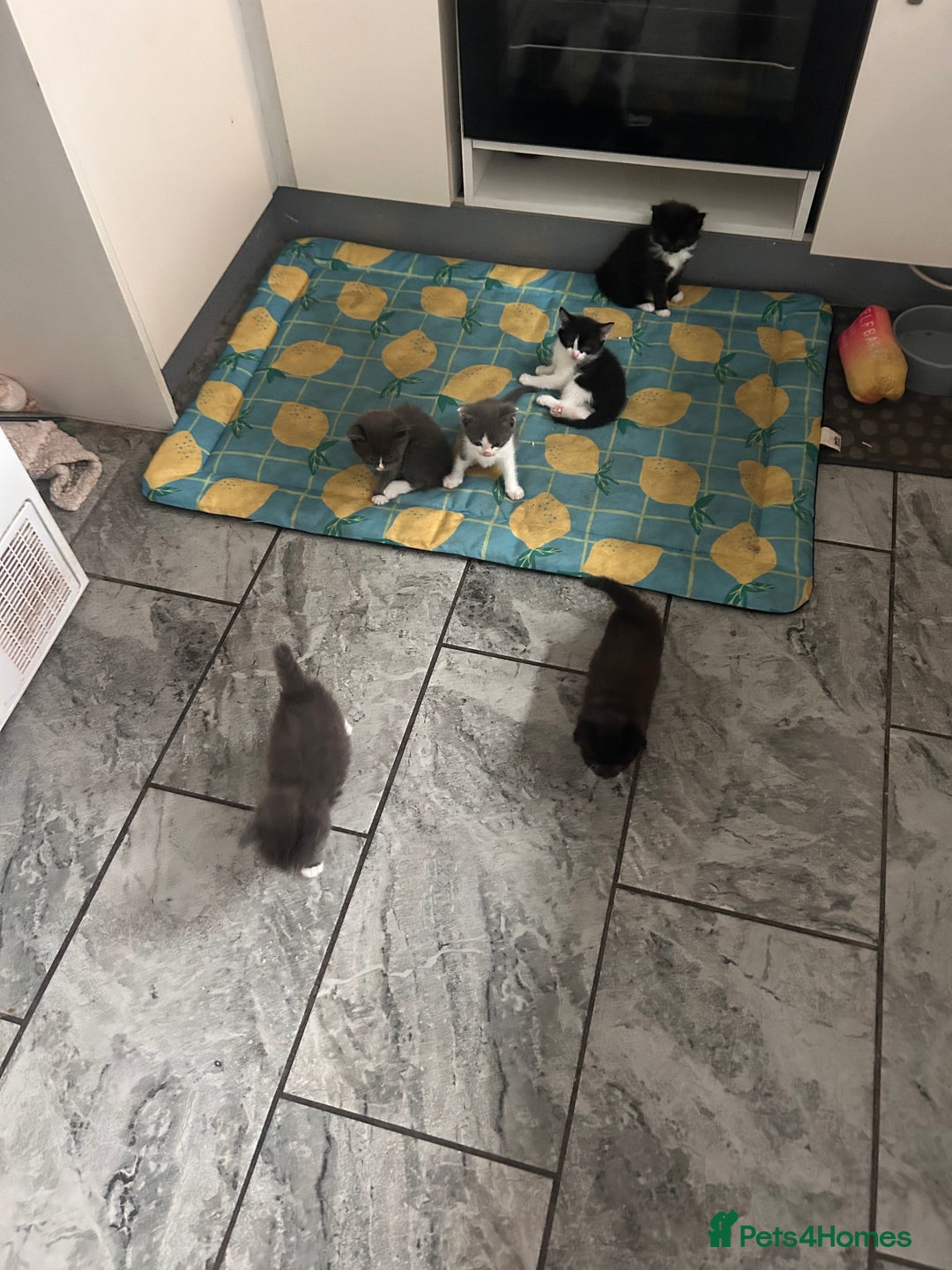 Ragdoll cats for sale: OPEN TO OFFERS!BEAUTIFUL RAGDOLL X SIAMESE KITTENS - Image 9