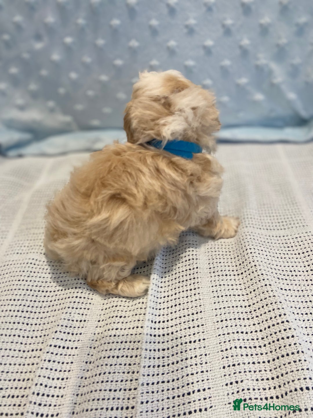 Maltipoo dogs for sale: 💖🐾Stunning health tested F1 maltipoo babies 🐾💖 - Advert 4